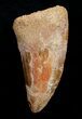 Big, Thick Inch Carcharodontosaurus Tooth #4225-1